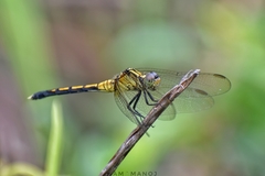 Orthetrum luzonicum