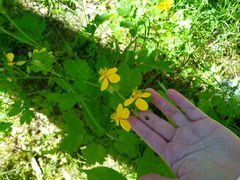Chelidonium majus