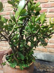Crassula ovata