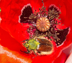 Pygopleurus diffusus