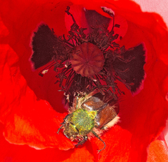 Pygopleurus diffusus