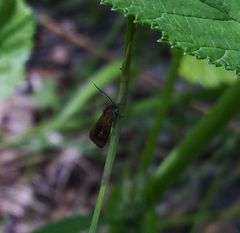 Olethreutes arcuella