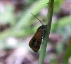 Olethreutes arcuella