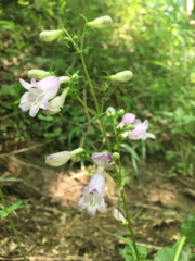 Penstemon
