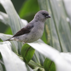 Plain-Colored Tanager photo 5