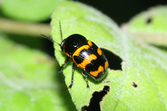 Cryptocephalus trifasciatus