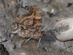 Polygonia c-album