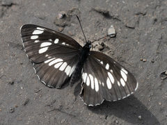 Neptis rivularis