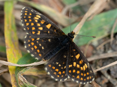 Melitaea diamina