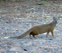 Cynictis penicillata