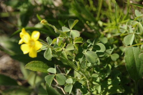 Image of Oxalis macrantha by (c) Eric Knight, some rights reserved (CC BY)