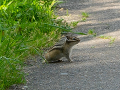 Eutamias sibiricus