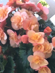 Begonia × tuberhybrida