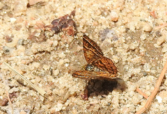 Epelis truncataria
