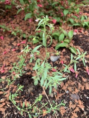 Chaenorhinum