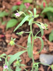 Chaenorhinum
