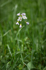 Cardamine pratensis