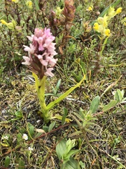 Dactylorhiza incarnata