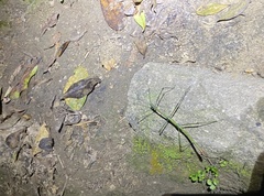 Phraortes stomphax