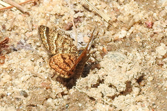Epelis truncataria