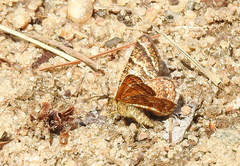 Epelis truncataria