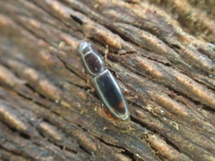 Rhizophagus bipustulatus