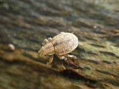 Strophosoma capitatum