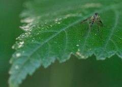 Tabanomorpha