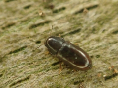 Orthocis alni