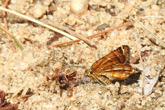 Epelis truncataria