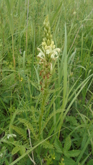 Pedicularis uralensis