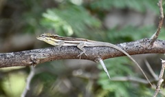 Anolis litoralis
