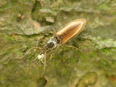 Agriotes pallidulus