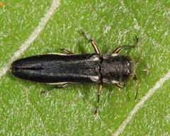 Agrilus bilineatus