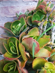 Kalanchoe