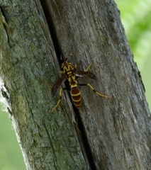 Polistes cubensis