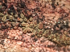 Hyphodiscus theiodeus