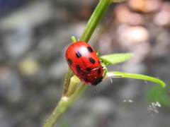 Gonioctena fornicata