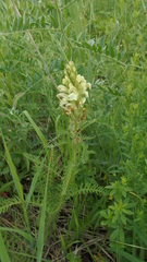 Pedicularis uralensis