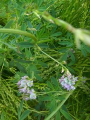 Medicago × varia