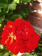 Pelargonium × hybridum