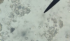 Archaea