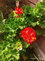 Pelargonium × hybridum