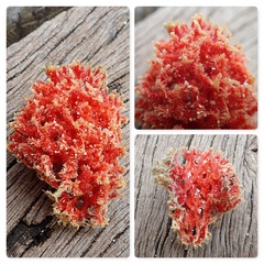 Clathria echinata
