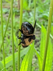 Cuterebra abdominalis