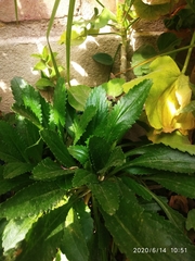 Eryngium foetidum