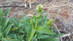 Lepechinia caulescens