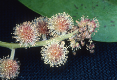 Green Buttonwood