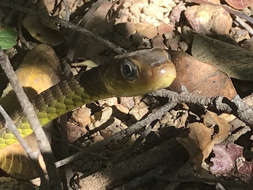 Linnaeus' Sipo, Chironius exoletus