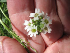 Berteroa incana